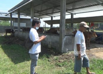 Bantuan UPPO Kementan di Jombang Tak Maksimal