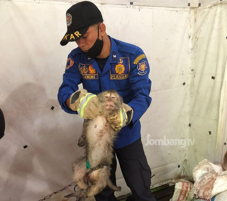 Kerap Mengamuk Akibat Over Birahi, Monyet Peliharaan Warga Dievakuasi Damkar