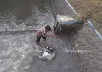 Diduga Terpapar PMK, Dua Bangkai Sapi Ditemukan Dibuang di Sungai