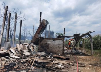 Kandang Ayam Berkapasitas 6 Ribu Ekor Terbakar Hebat