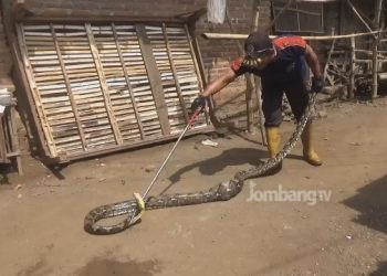 Kerap Mangsa Ternak Warga, Ulang Sanca Sepanjang 4 Meter di Tangkap
