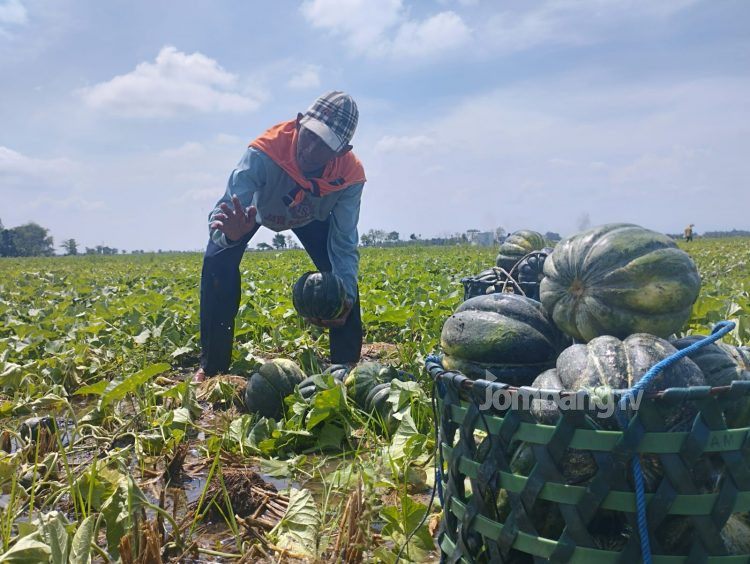 Diterpa Hujan, Petani Blewah “Merana”
