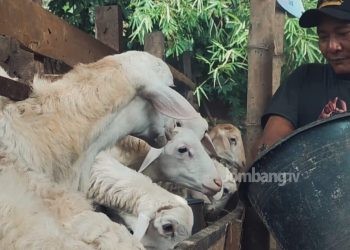 Jelang Idul Adha, Harga Hewan Kurban Mulai Merangkak Naik