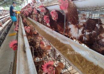 Peternak Ayam Petelur di Jombang Full Senyum