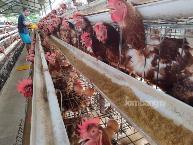 Peternak Ayam Petelur di Jombang Full Senyum
