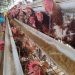 Peternak Ayam Petelur di Jombang Full Senyum