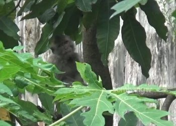 Gerombolan Monyet Ekor Panjang Teror Warga Peterongan