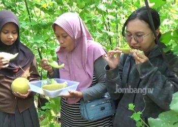 Pemuda Desa Mojotrisno Sukses Budidaya Melon