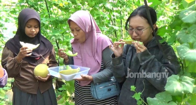 Pemuda Desa Mojotrisno Sukses Budidaya Melon