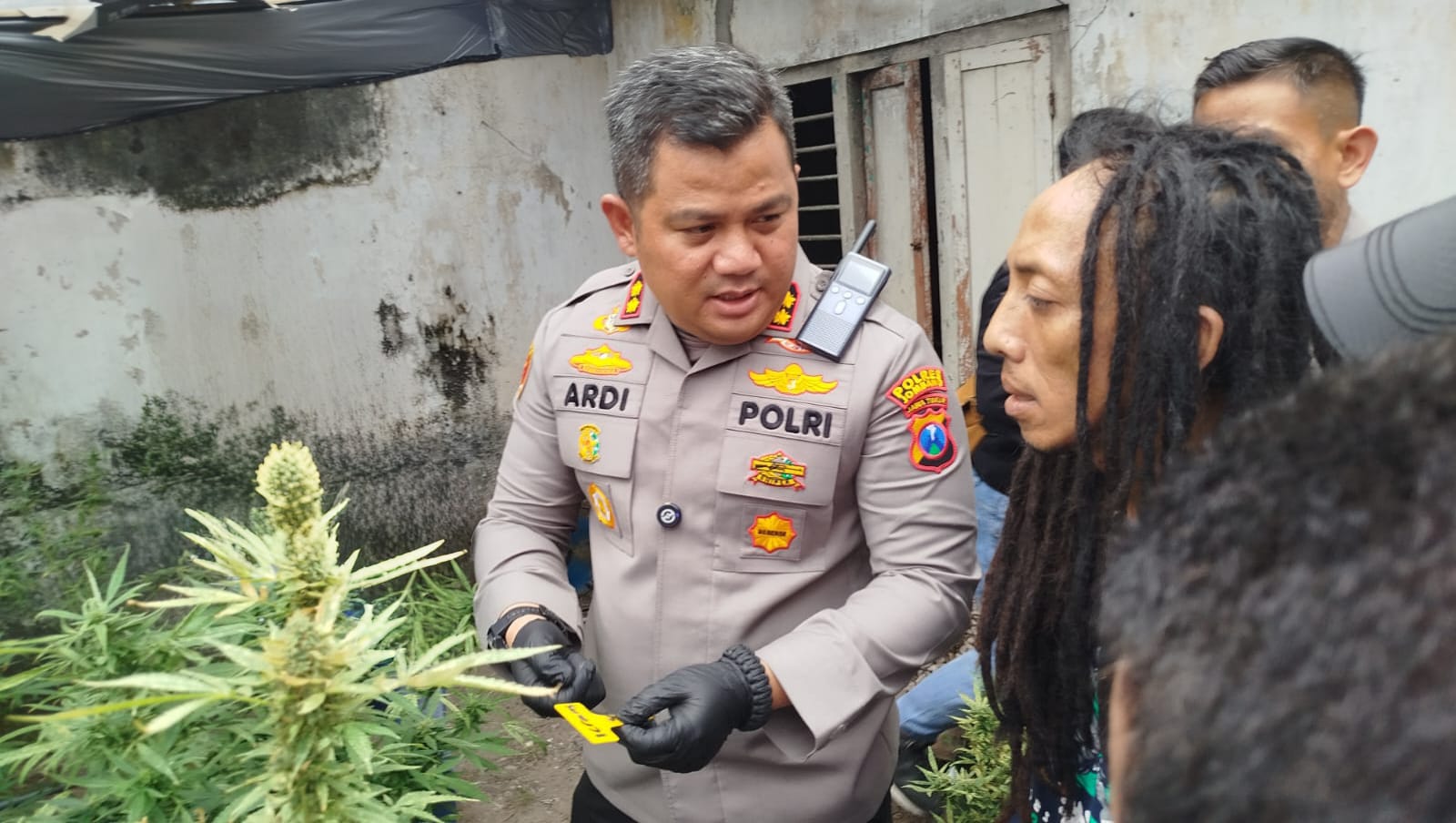 Polisi Bongkar “Greenhouse” Ganja di Jombang, Lebih dari 100 Pohon dan 5,3 Kg Siap Edar Diamankan